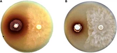 <mark class="highlighted">Plant growth-promoting properties</mark> of Streptomyces spp. isolates and their impact on mung bean plantlets’ rhizosphere microbiome